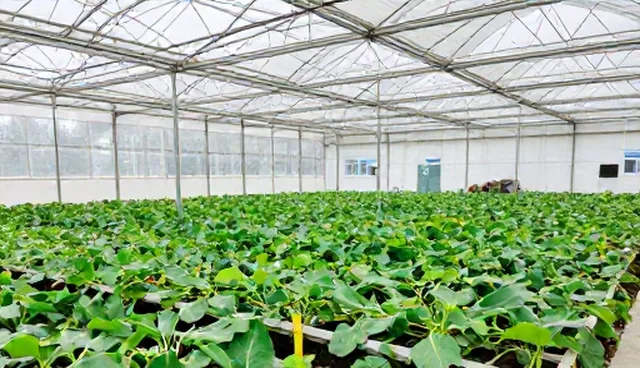 短视频拍摄选择依据：适用情况与限制分析